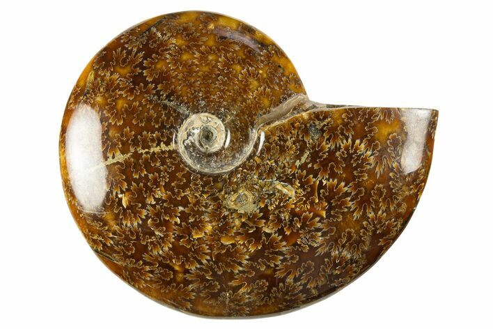 Polished Cretaceous Ammonite (Cleoniceras) Fossil - Madagascar #303962